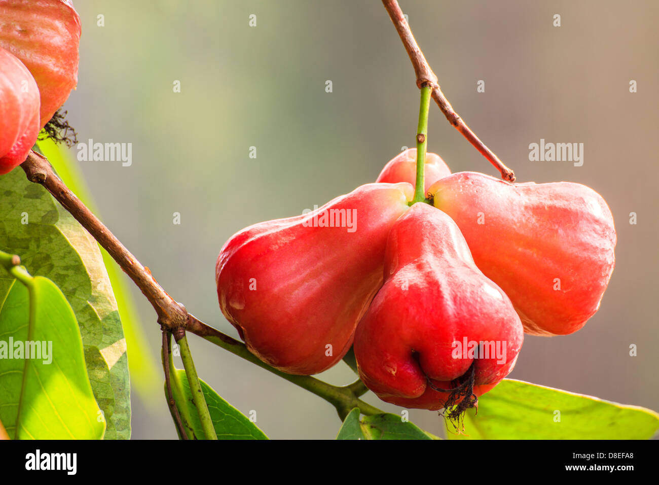 Rose apples on a tree Stock Photo Alamy