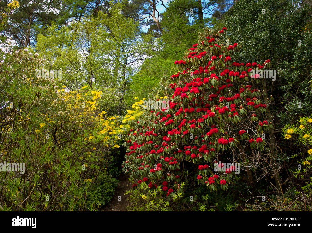 INVEREWE GARDENS IN SPRING WITH SUPERB RHODODENDRONS   WEST COAST HIGHLANDS SCOTLAND Stock Photo