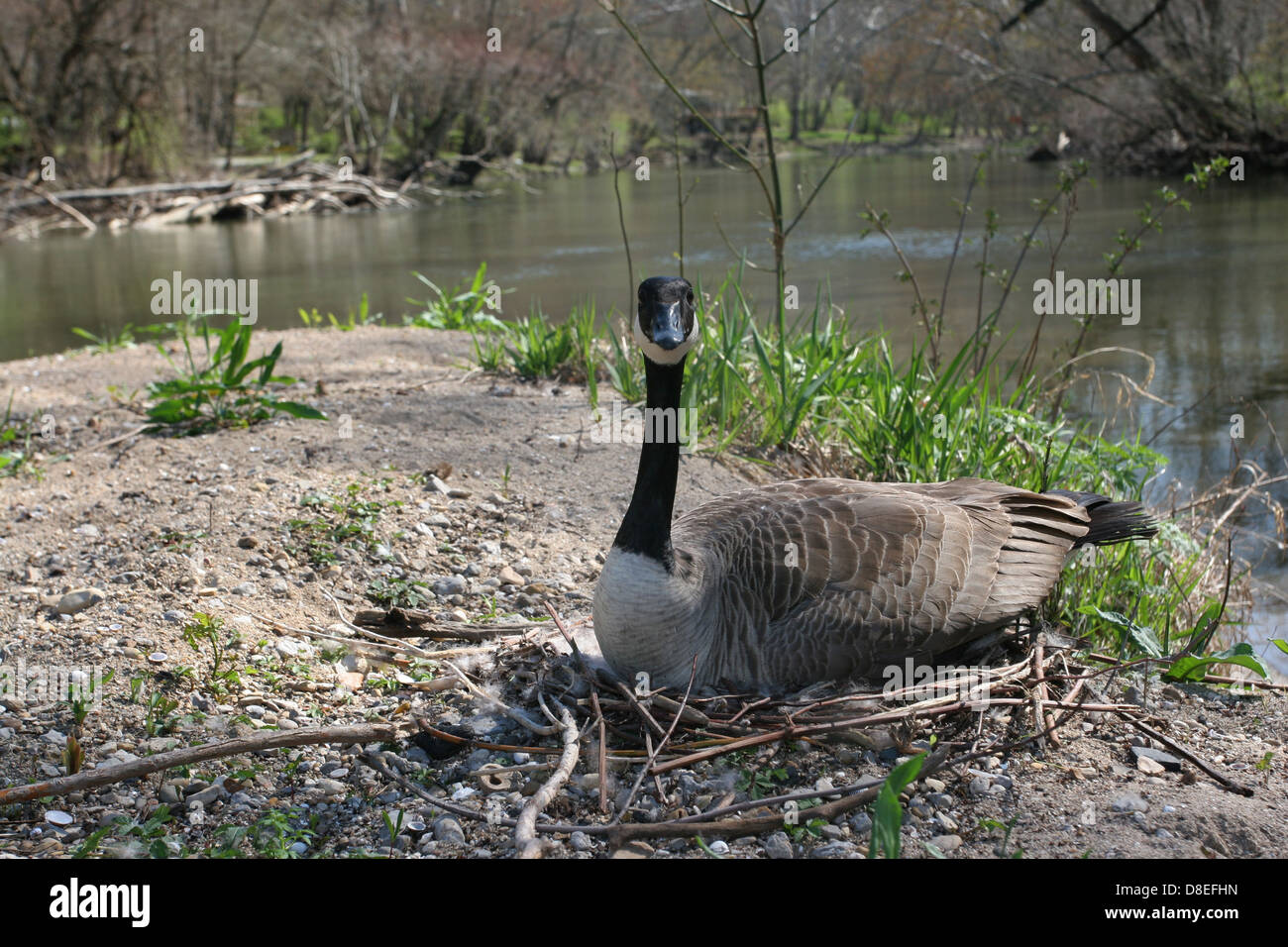 Canada goose defending nest sand bar Little Miami River Ohio Stock Photo