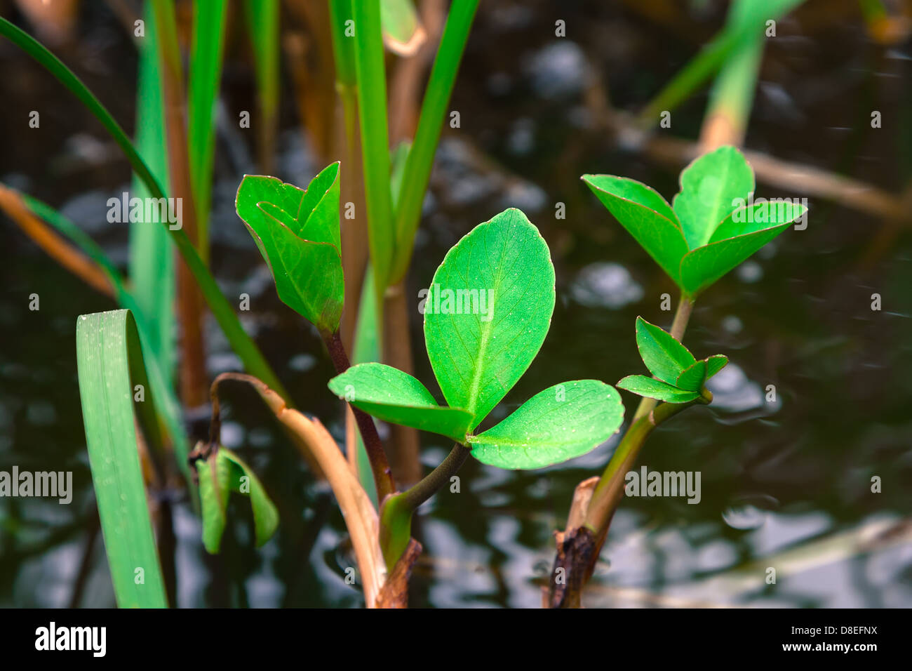 Cover the plants hires stock photography and images Alamy