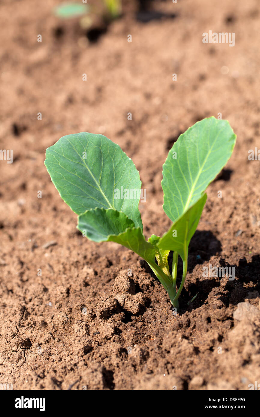 Closeup of a row of cabbage seedlings on the ground Stock Photo Alamy