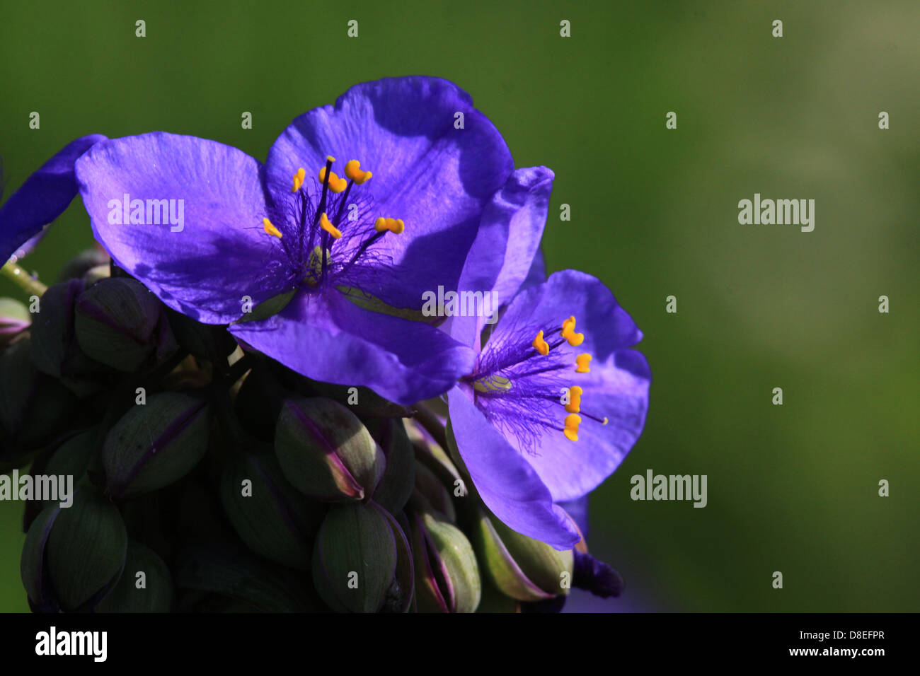 Ohio Spiderwort restored prairie Ohio flower Stock Photo