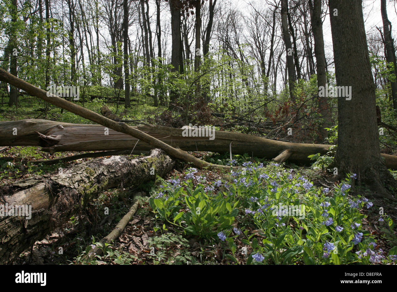 Large flower white Trillium Phlox spring flower woodland Ohio beech trees deciduous Stock Photo