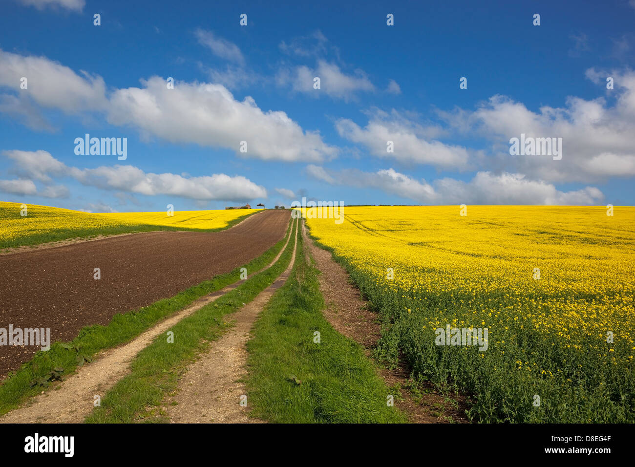 Colorful canola fields in a picturesque setting in the Yorkshire wolds, england under a blue sky in springtime. Stock Photo