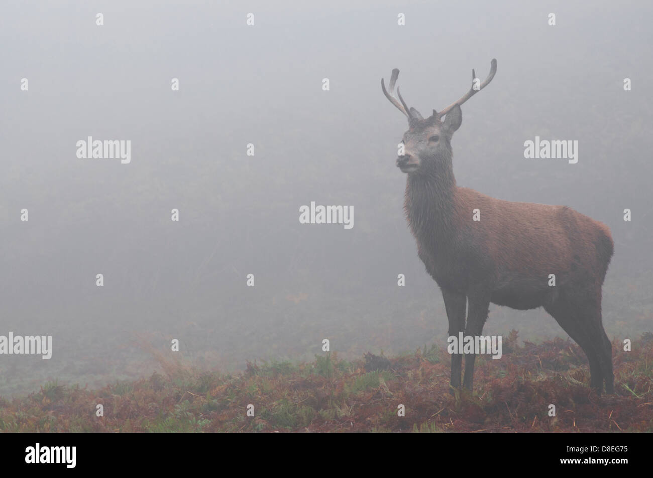 Wild deer on a misty winters day, Bradgate Park, Leicestershire, England. Stock Photo