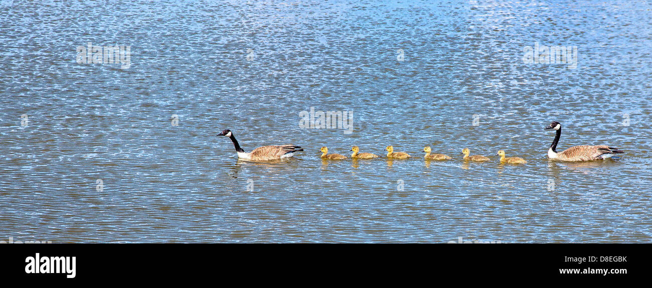 Harrison Township, Michigan - Canada Geese swimming with their goslings. Stock Photo