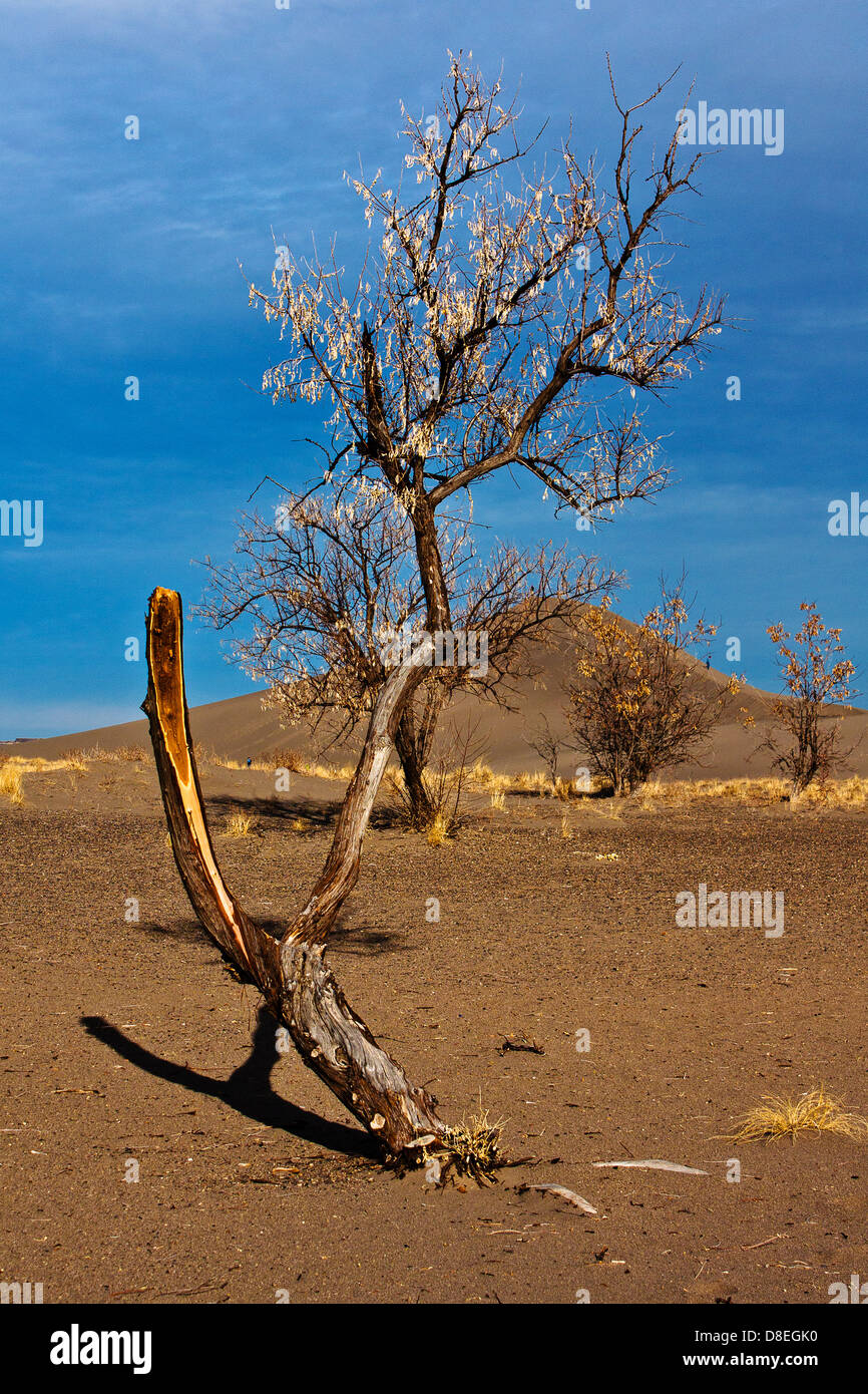 Single bent tree growing out of desert sand at Bruneau Sand Dunes State Park, Idaho Stock Photo