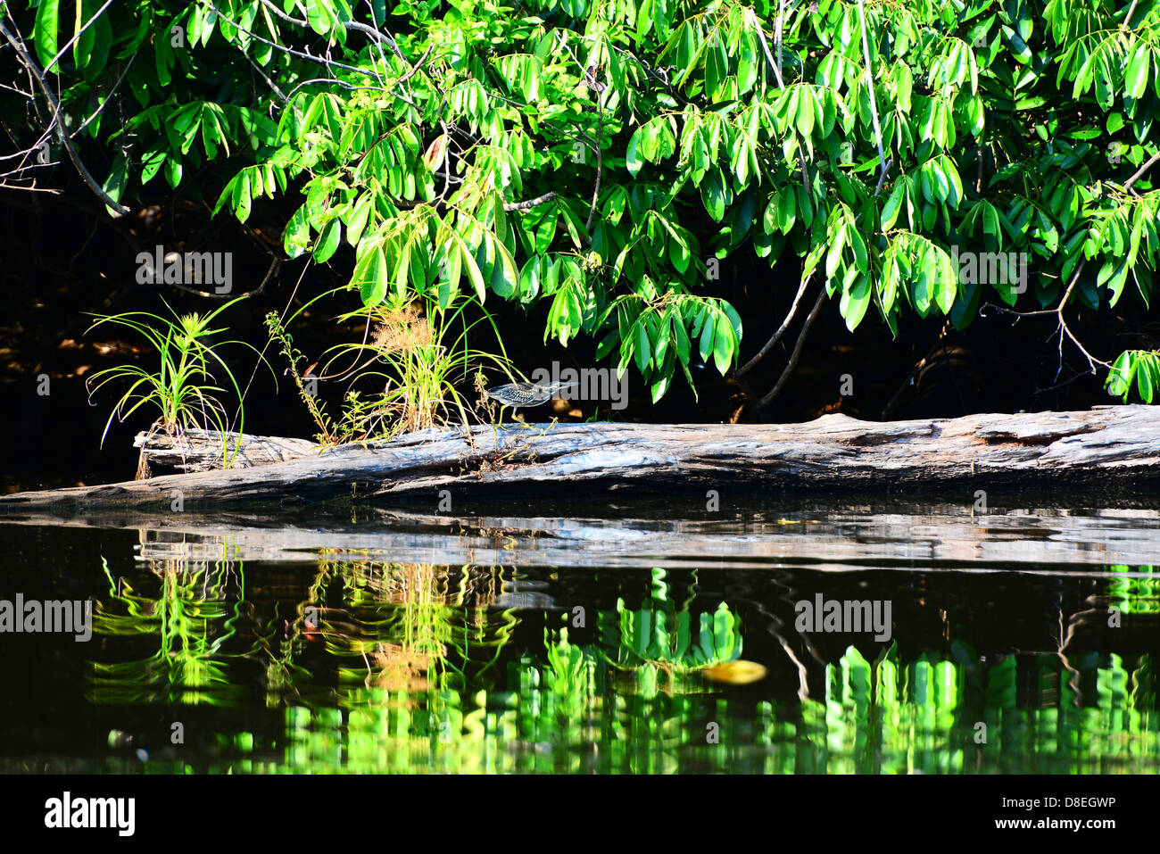 Bird hunting on Salvador lake. National Park Manu. Peru. Stock Photo