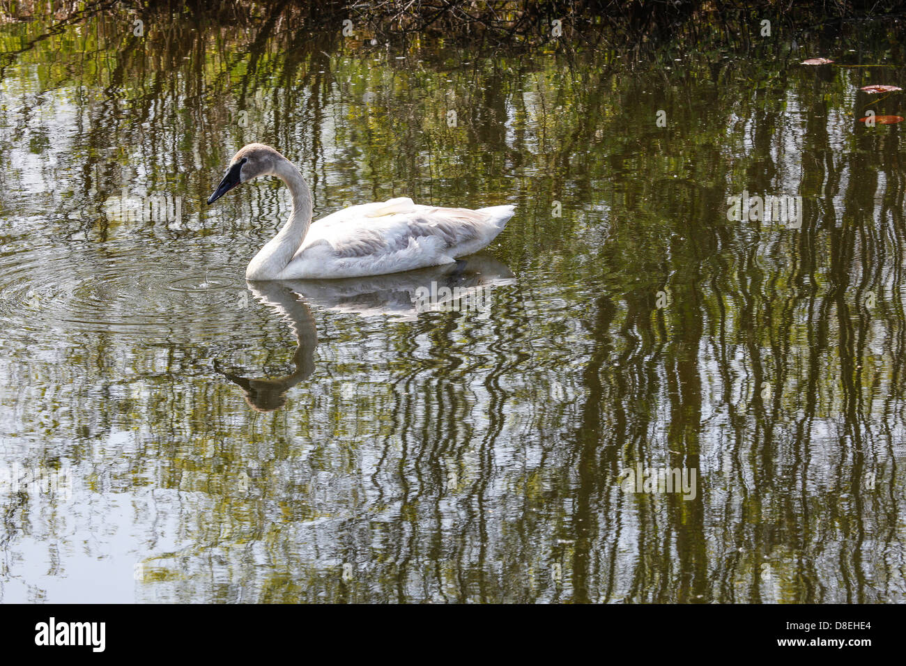 Wild white North American Trumpeter Swan (cygnus buccinator) Bird Stock Photo