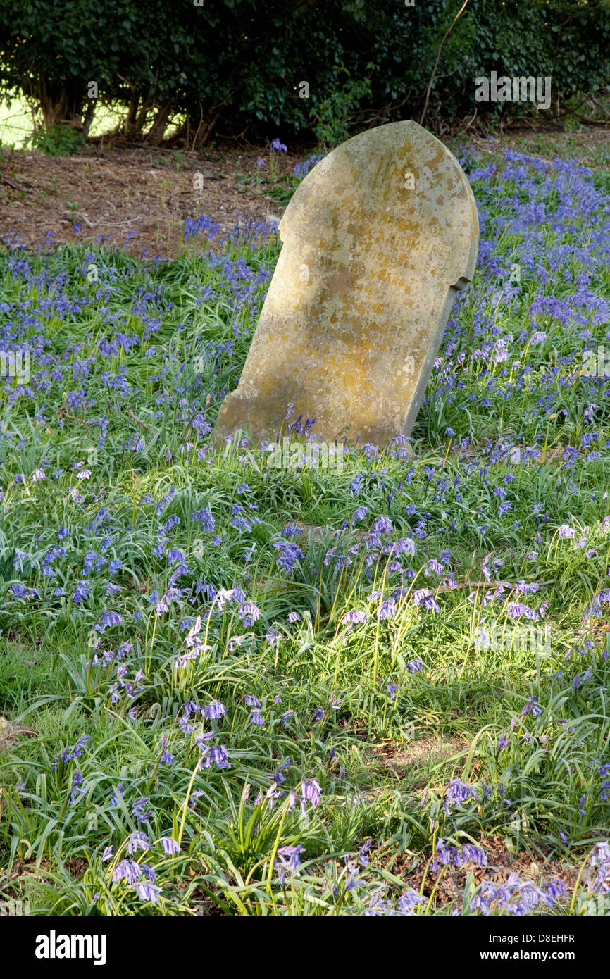 Bluebells flowering in a graveyard by a grave, Norfolk, England UK Stock Photo
