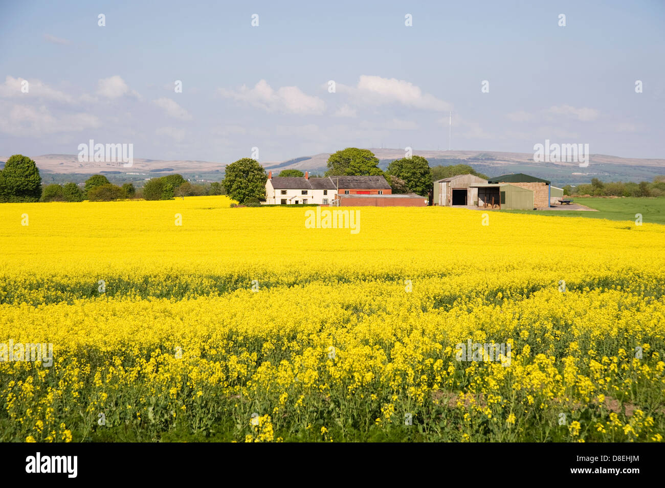 A farm in a sea of yellow oil seed rape Stock Photo
