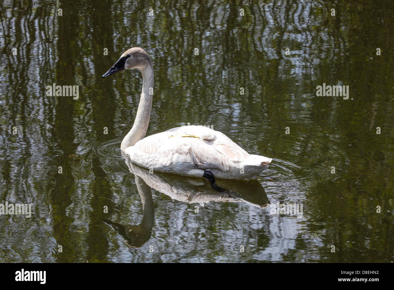 Wild white North American Trumpeter Swan (cygnus buccinator) Bird Stock Photo