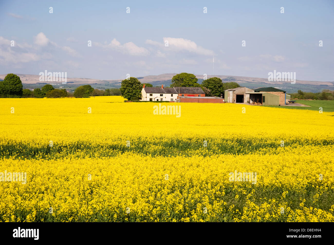 A farm in a sea of yellow oil seed rape Stock Photo - Alamy