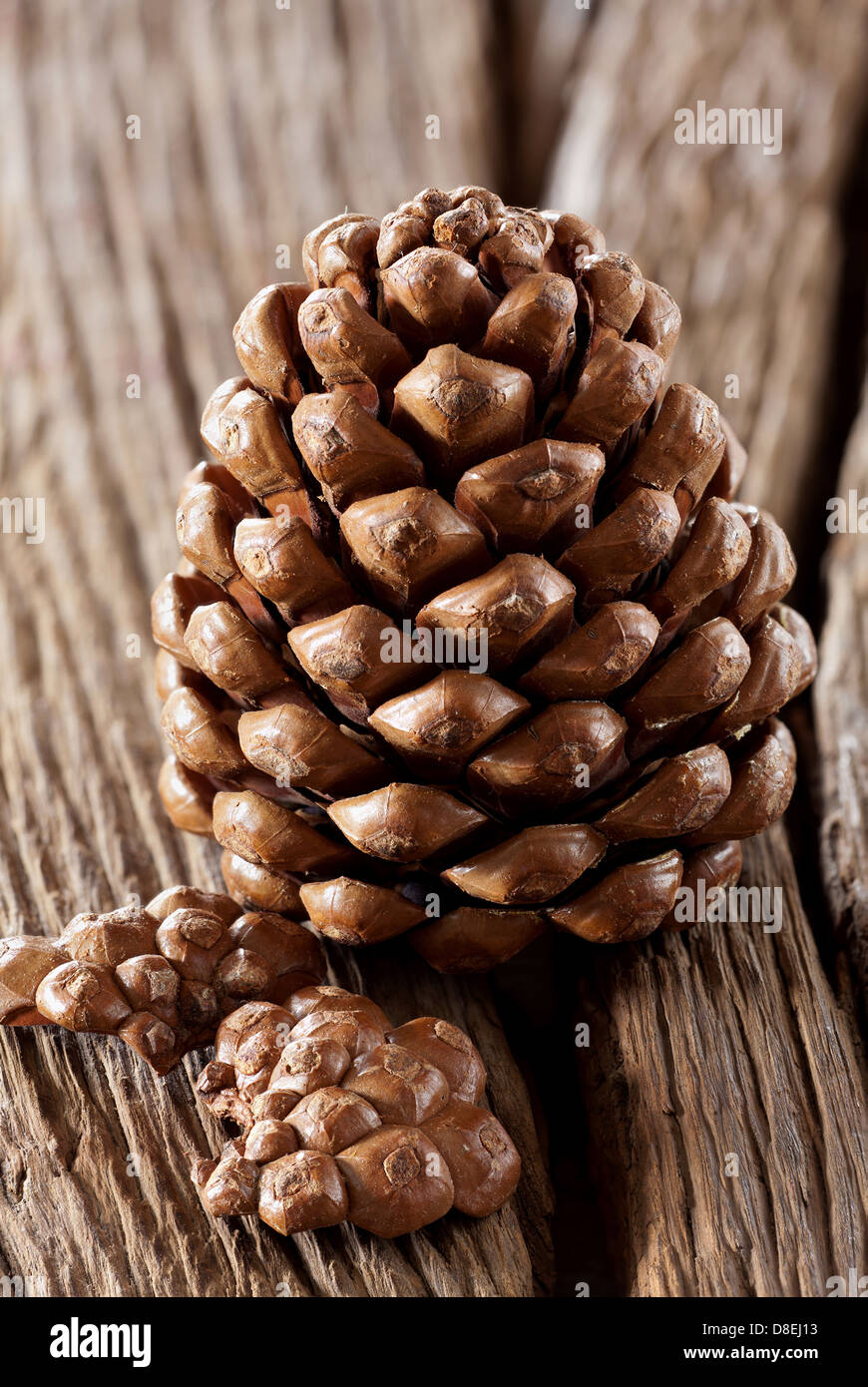 Open pine cone hi-res stock photography and images - Alamy