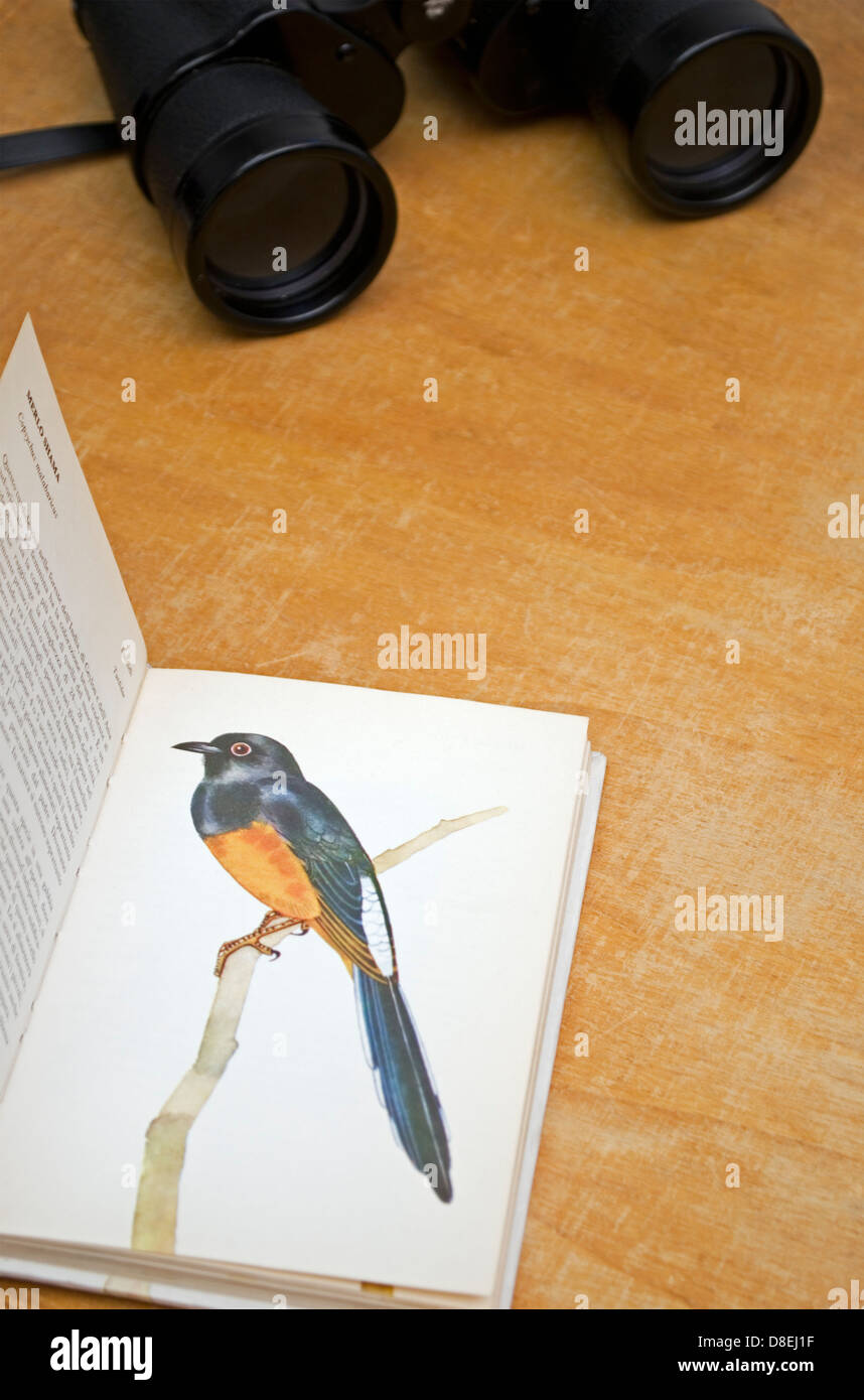 birdwatching book and binoculars Stock Photo Alamy