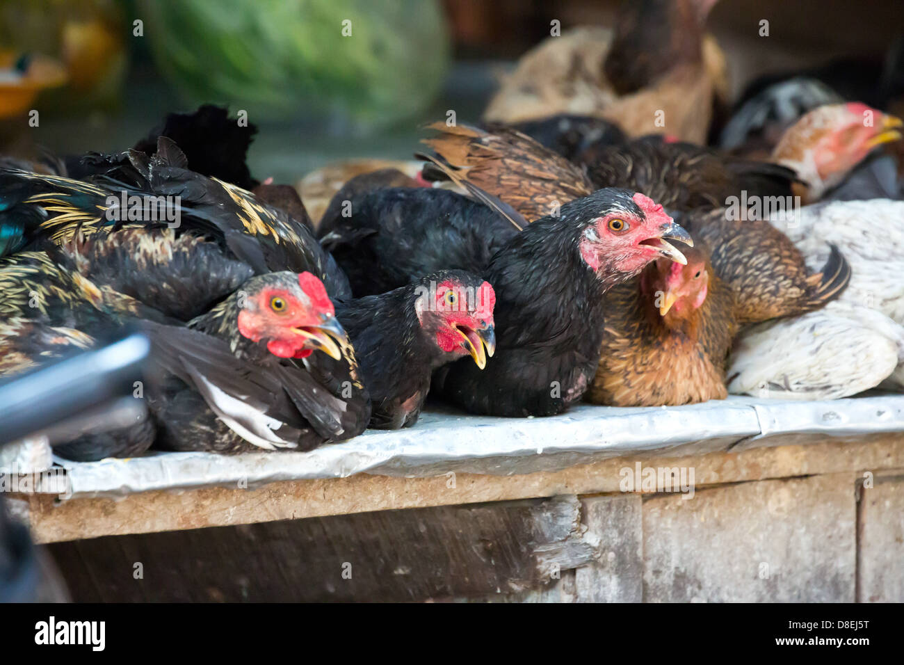 Chicken on a Market in Phnom Penh, Cambodia Stock Photo