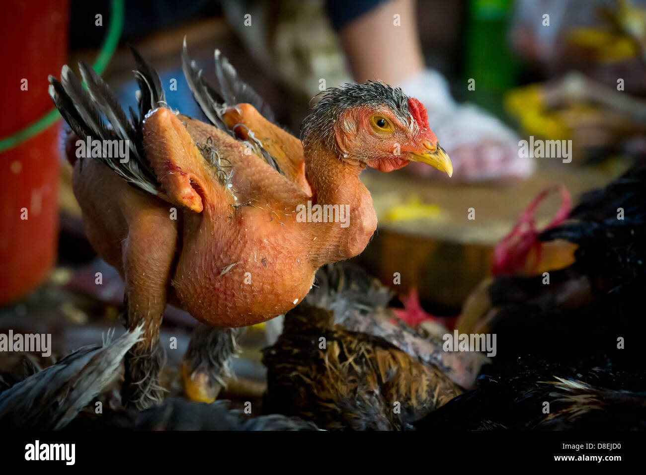 Plucked Chicken still alive on a Market in Phnom Penh, Cambodia Stock Photo
