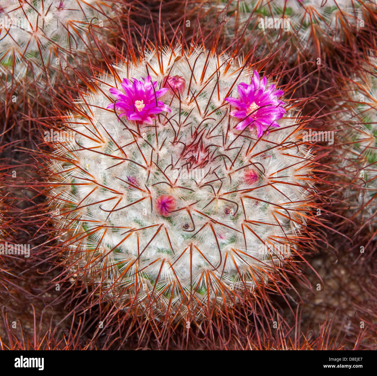 Close-up of Mammillaria bombycina (silken pincushion cactus) showing red hooked spines and purple flowers. Stock Photo