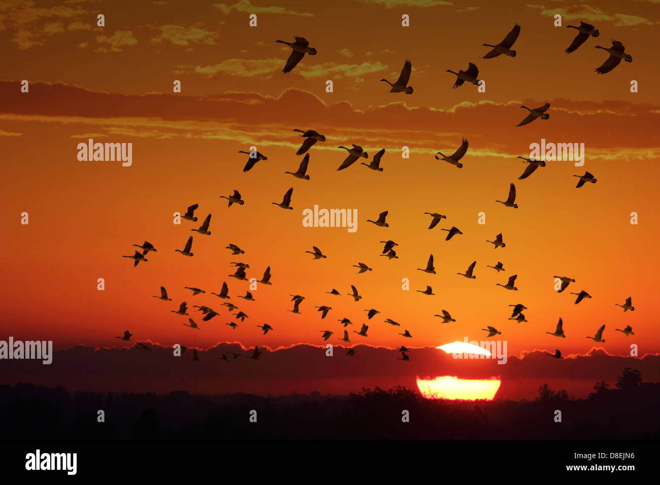 Flock of Canada geese, flying in an autumn afternoon Stock Photo