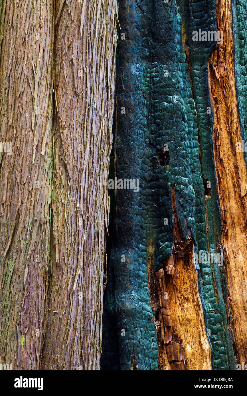 Two Western Red Cedar trees, one dead, and one living, British Columbia, Canada Stock Photo