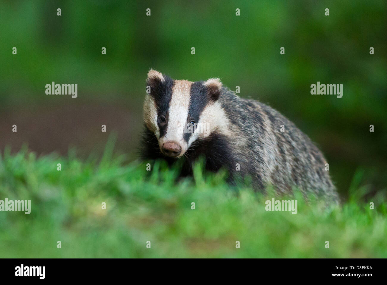 Female Badger (Meles meles) on grass in woodland, portrait. UK Stock Photo