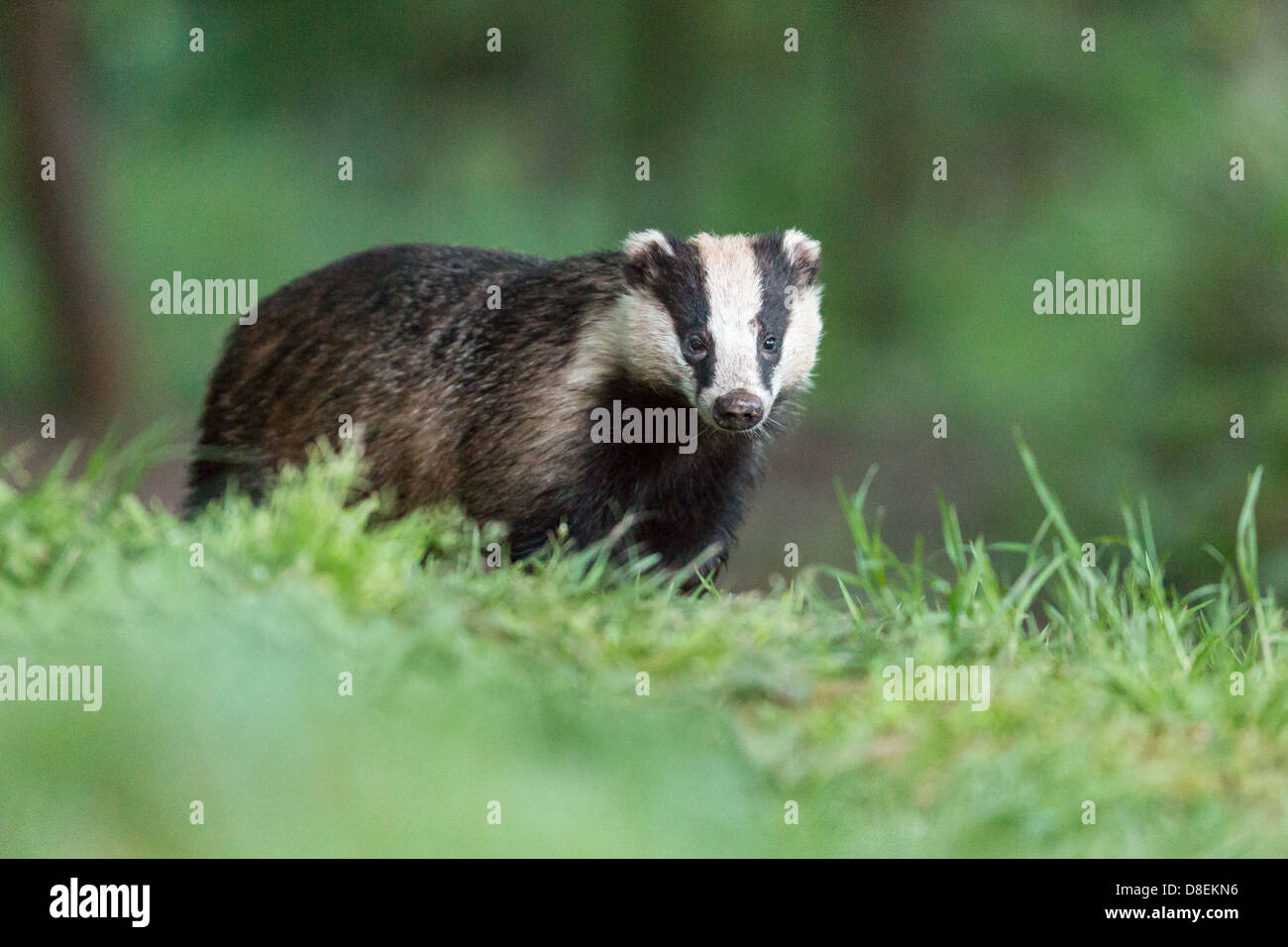 Female Badger (Meles meles) in woodland, portrait. UK Stock Photo