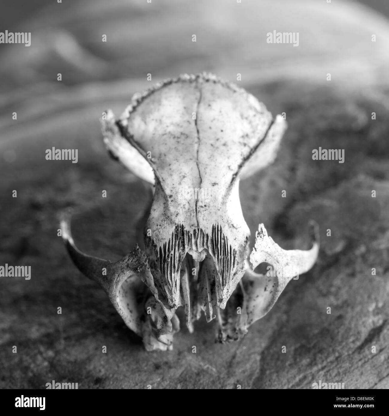 Mouse Skeleton High Resolution Stock Photography and Images - Alamy