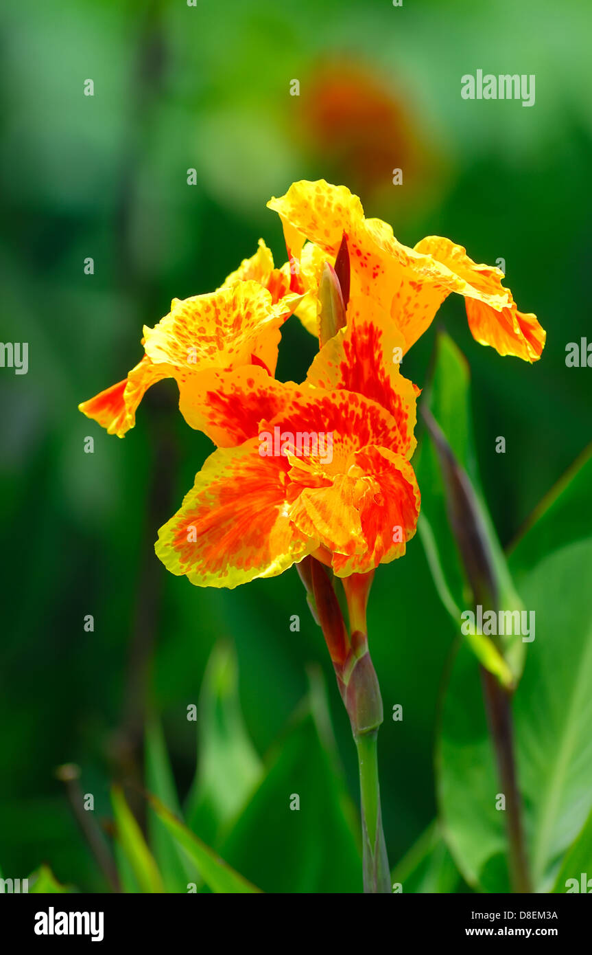 beautiful orange Yellow canna Lily Stock Photo