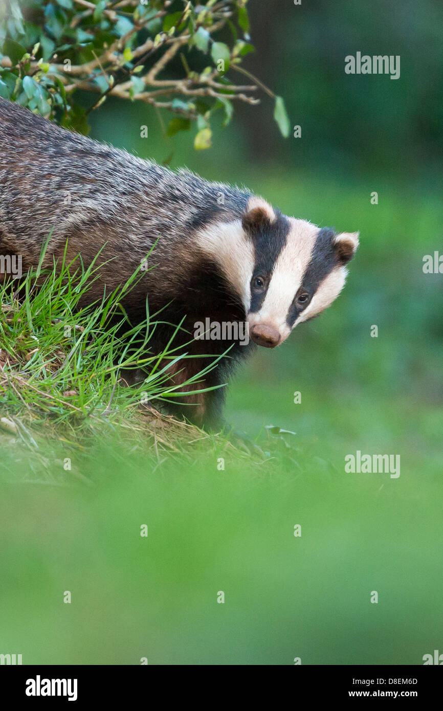 Female Badger (Meles meles) emerging from woodland sett, portrait. UK Stock Photo