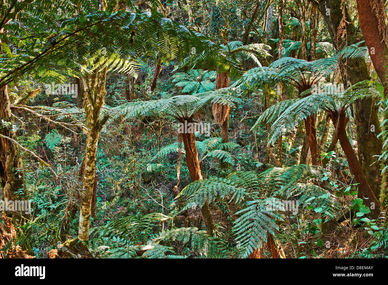 Tree ferns (Cyatheaceae) in Amboró National Park, Samaipata, Bolivia Stock Photo