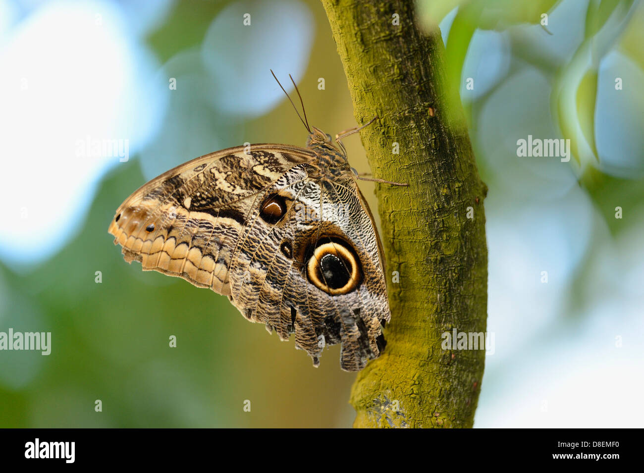 Butterfly Forest Giant Owl (Caligo eurilochus) on a branch Stock Photo