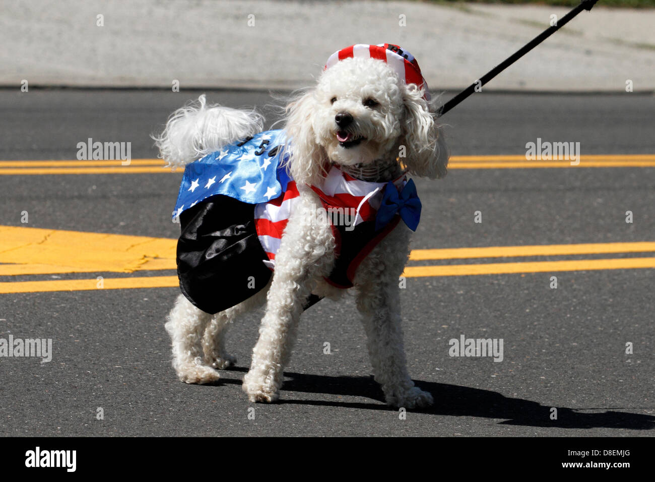 Dog dressed in American Flag Outfit during Memorial Day Parade in