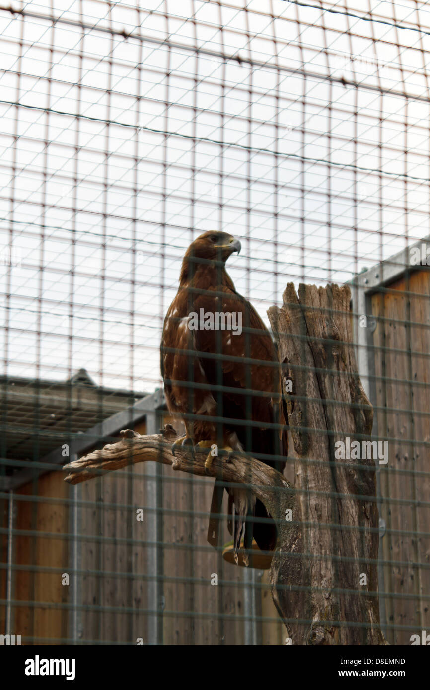 Villach Austria A Golden Eagle In The Zoo Of Birds Of Prey