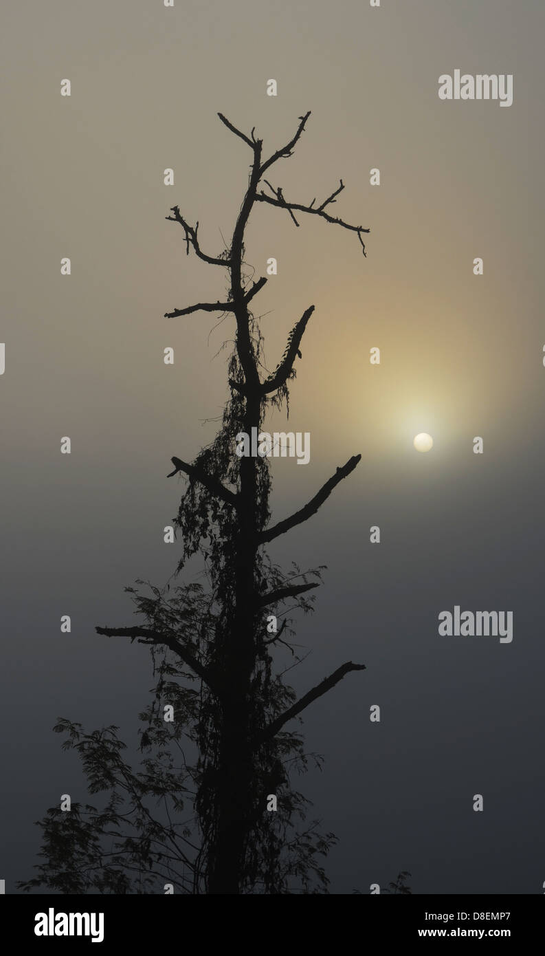 Silhouette of Tree in Sunrise Stock Photo - Alamy