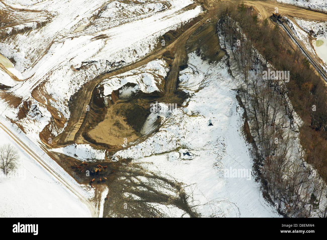 Gravel pit with cattles in winter Stock Photo