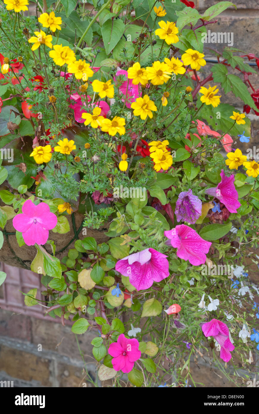 French marigolds and petunias in a hanging basket Stock Photo