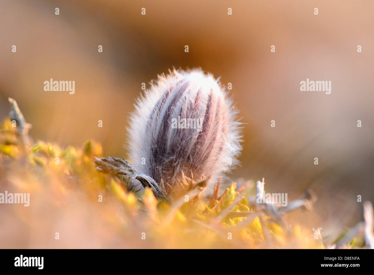 Bud of a Pasque flower (Pulsatilla vulgaris), close-up Stock Photo