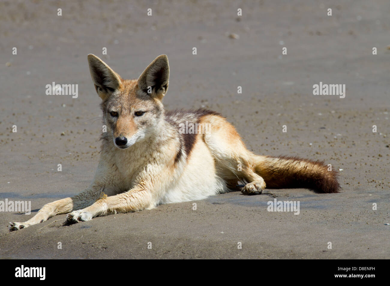 Silver Backed Jackal at Sandwich Harbour, Namibia Stock Photo
