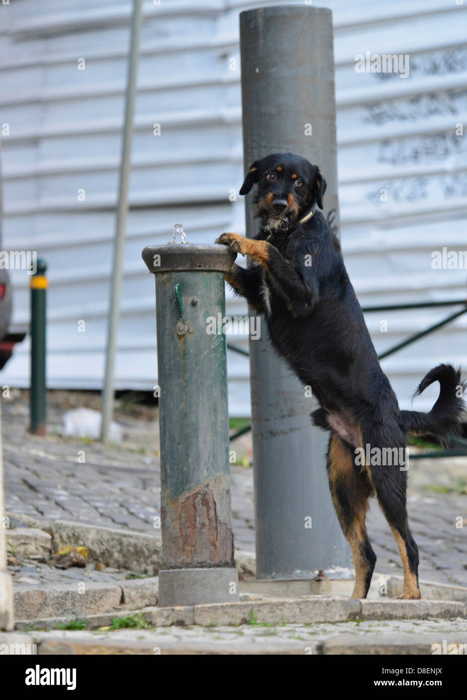 Dog drinking from waterspout, Lisbon, Portugal Stock Photo