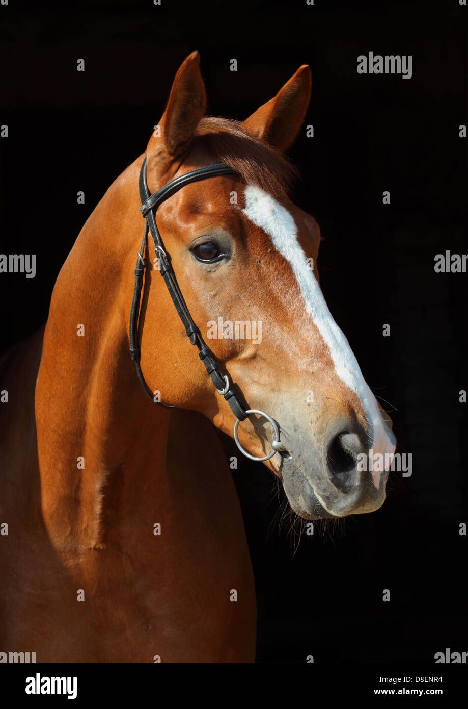 Thoroughbred race horse portrait on dark stable Stock Photo