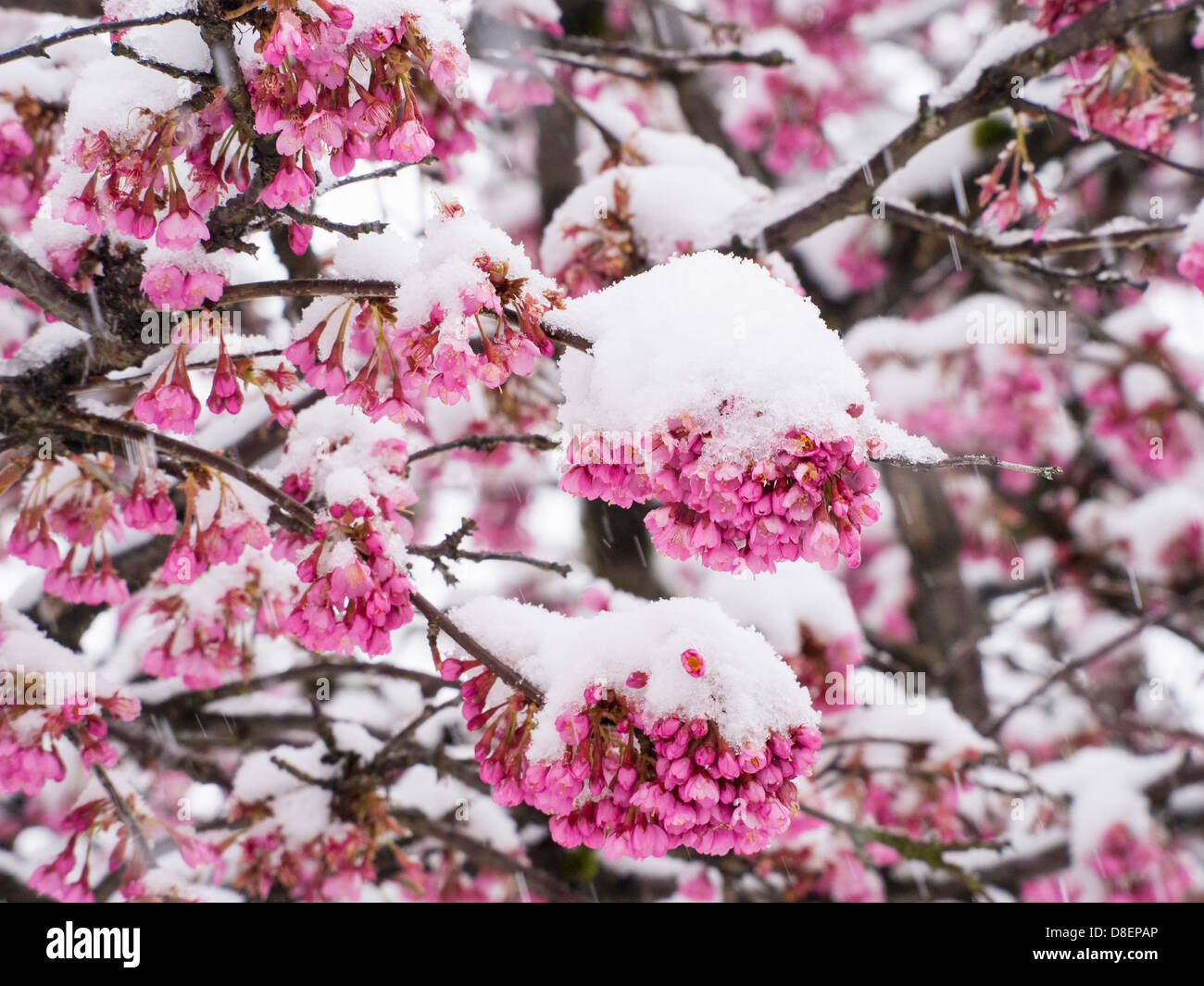 Cherry blossom covered in snow during unseasonal Spring weather in the