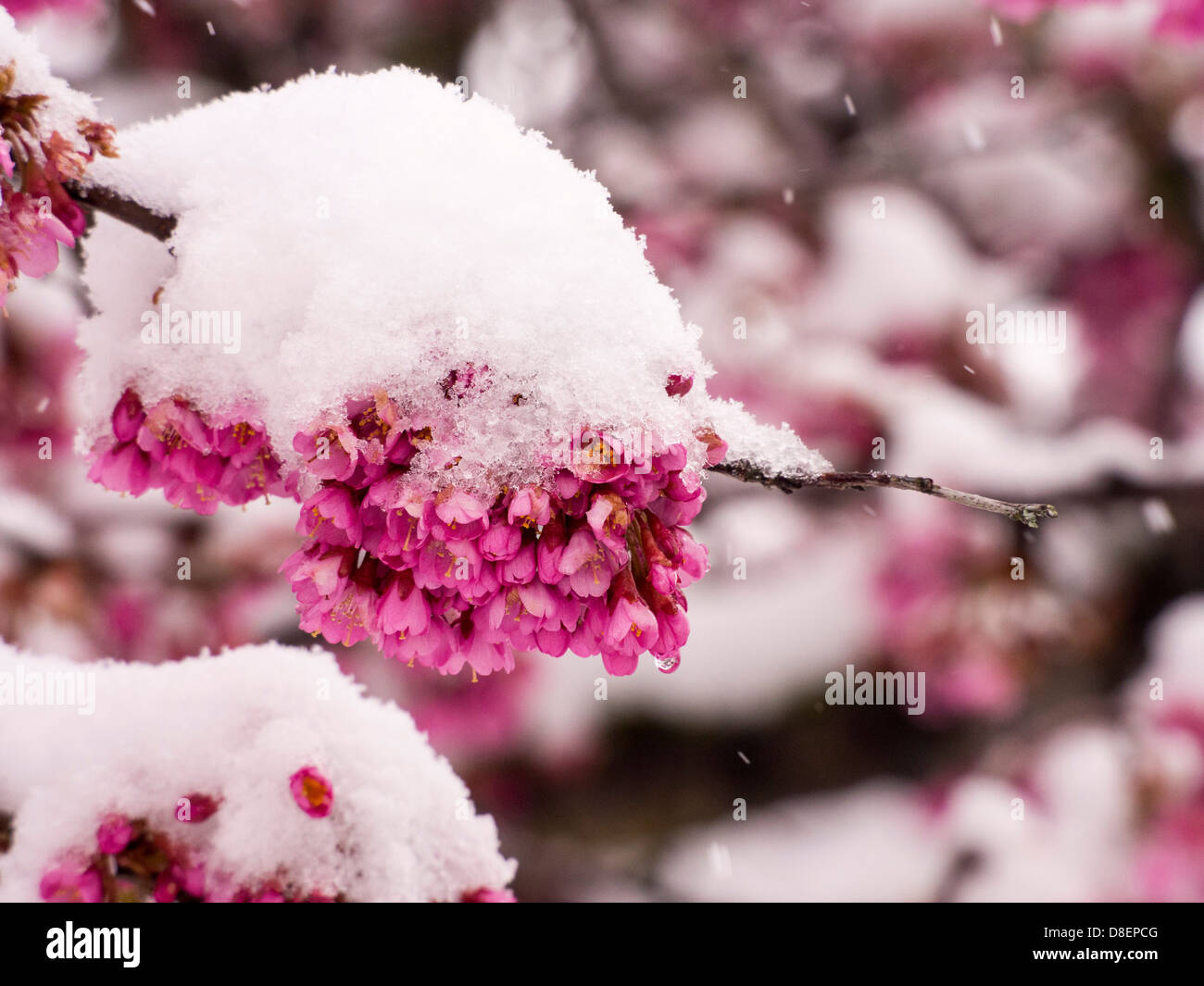 Cherry Blossom In Snow High Resolution Stock Photography And Images Alamy