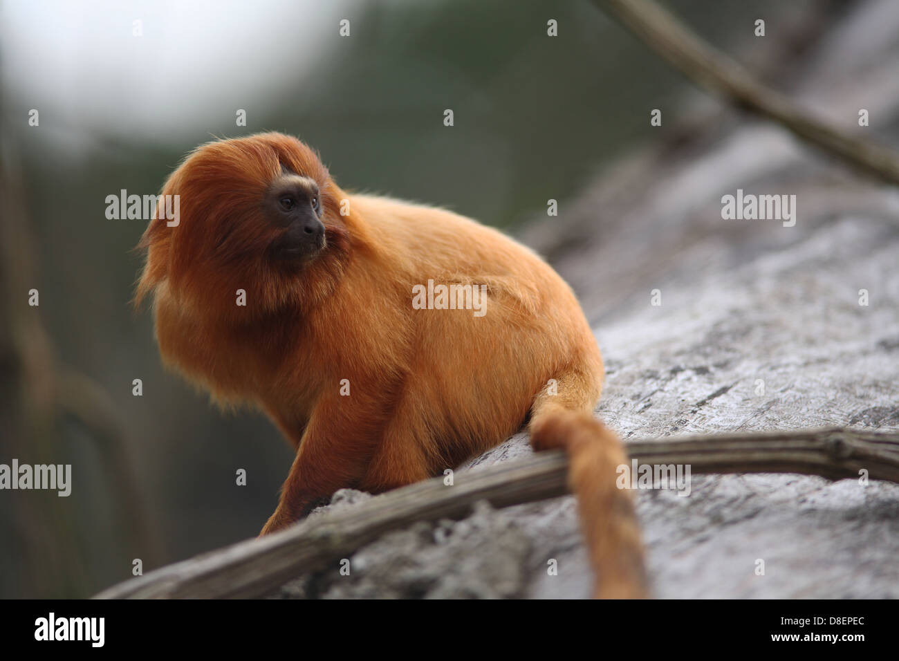 The golden lion tamarin Stock Photo