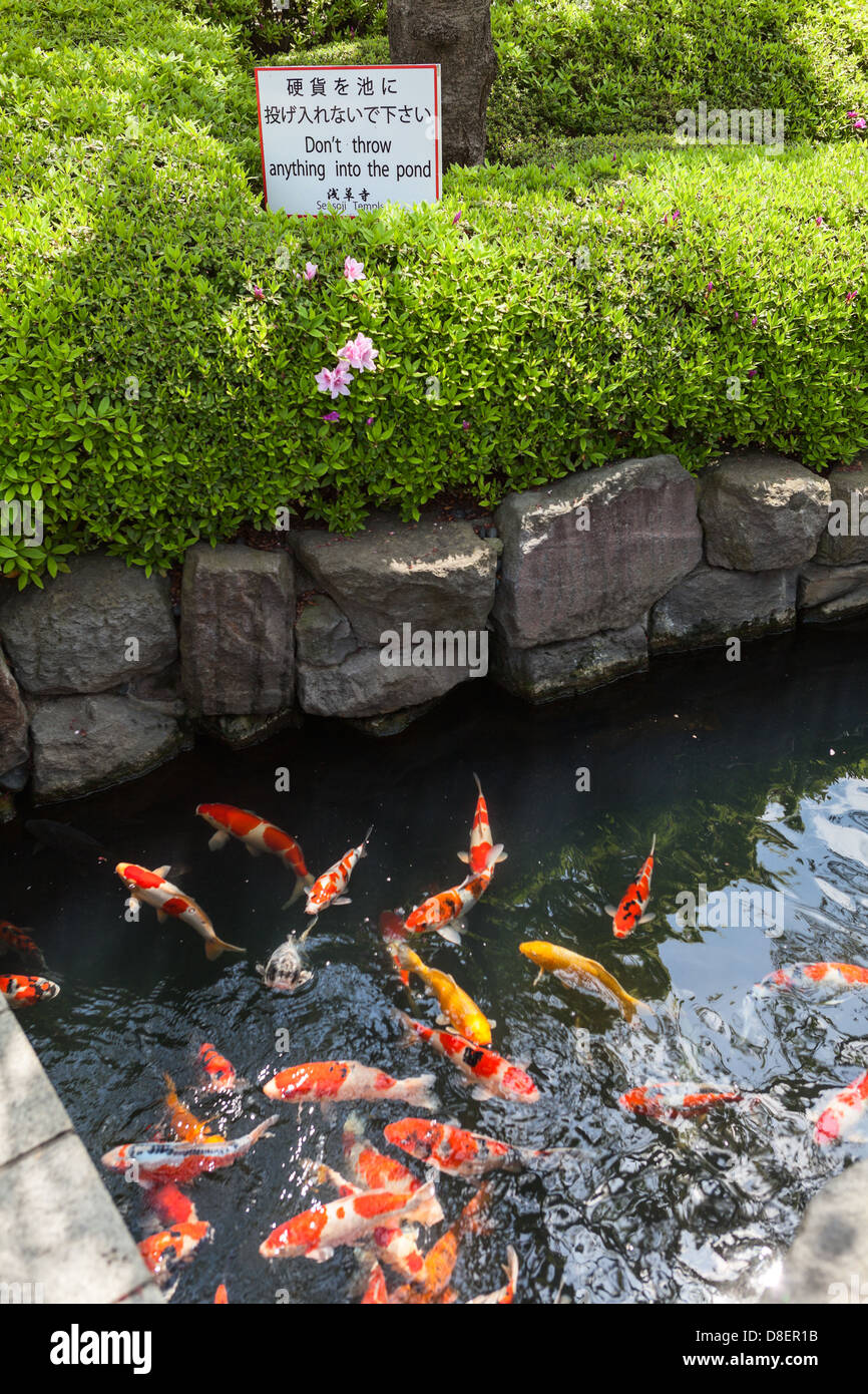 Pond with red and orange fish and Japan landmark in park of Sensoji temple, Asakusa, Tokyo, Japan. Back yard of Kannondo Hall Stock Photo