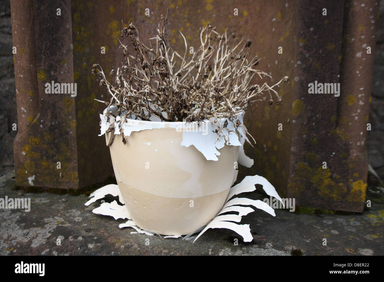 A dead plant in a decaying plant pot Stock Photo Alamy
