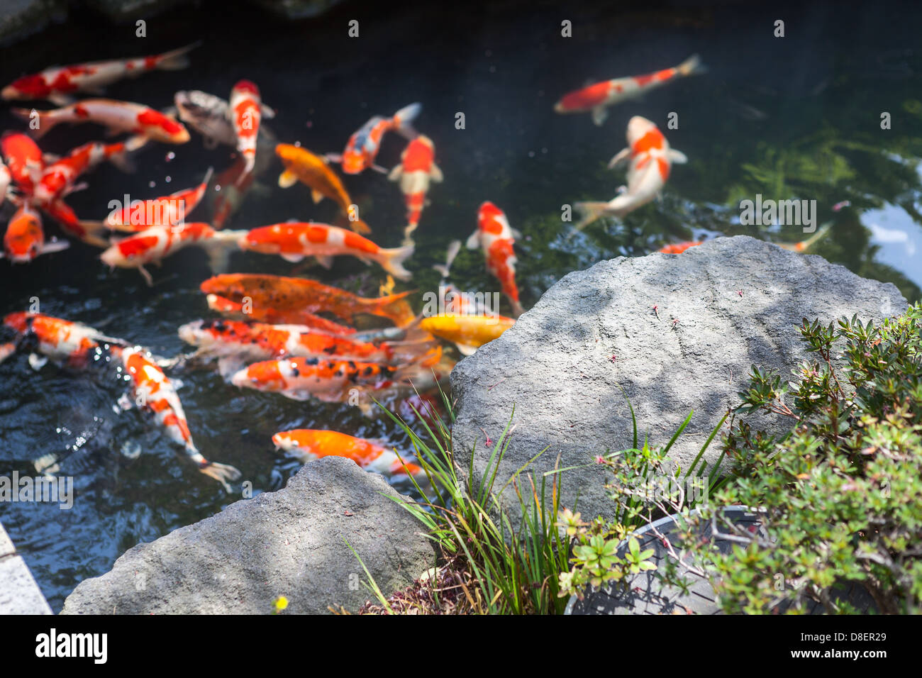 Pond with red and orange fishes and Japan landmark in park of Sensoji temple, Asakusa, Tokyo, Japan. Back yard of Kannondo Hall Stock Photo
