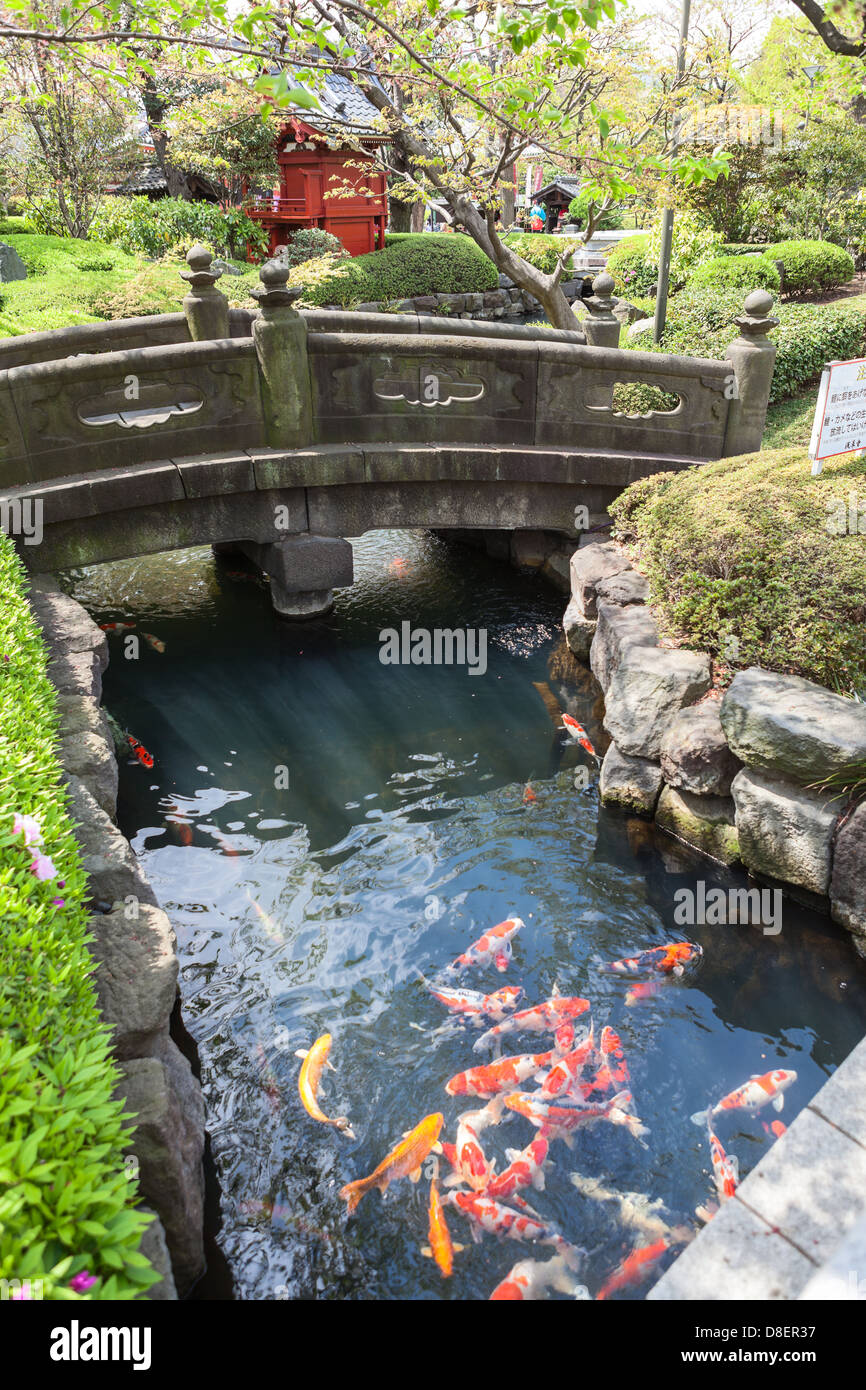 Pond with color fishes and Japan landmark in park of Sensoji temple, Asakusa, Tokyo, Japan. Back yard of Kannondo Hall Stock Photo