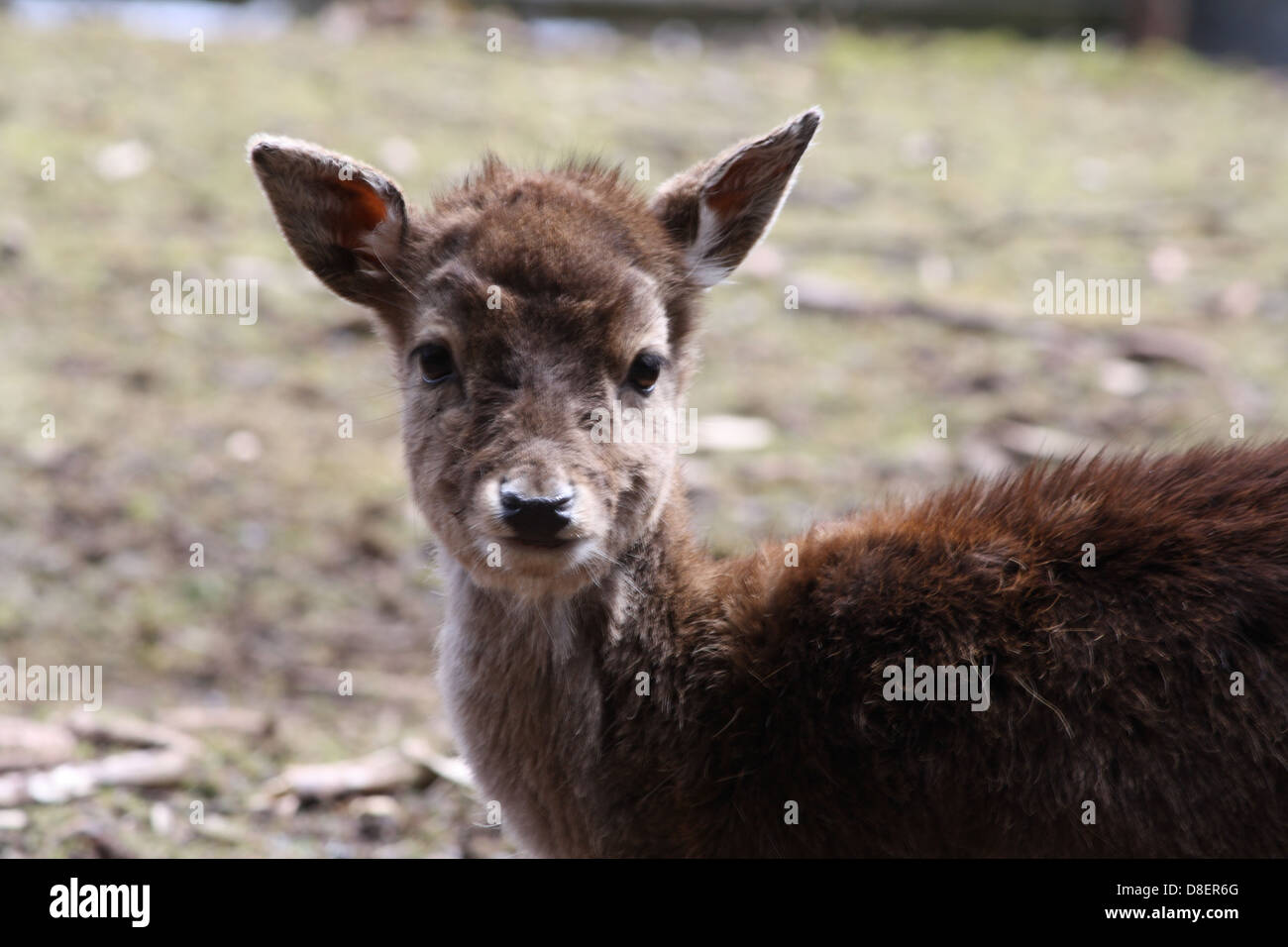 Portrait of a young deer. Stock Photo