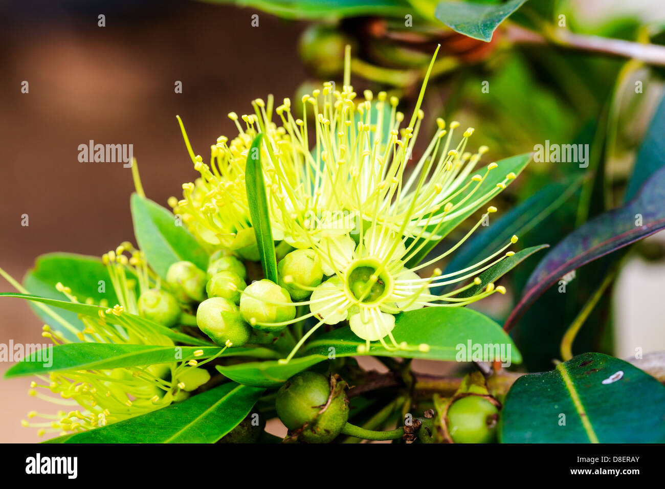 Golden penda hires stock photography and images Alamy