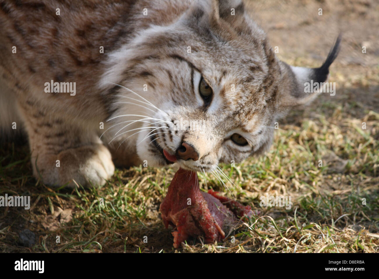 Lynx cat eating meat Stock Photo Alamy
